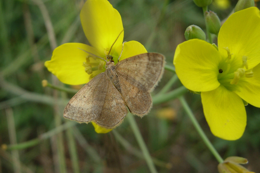 Pyralidae & Crambidae da identificare...